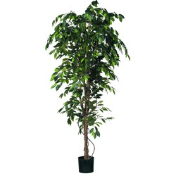 Plante Ficus Benjamina 210cm, Mica - vert